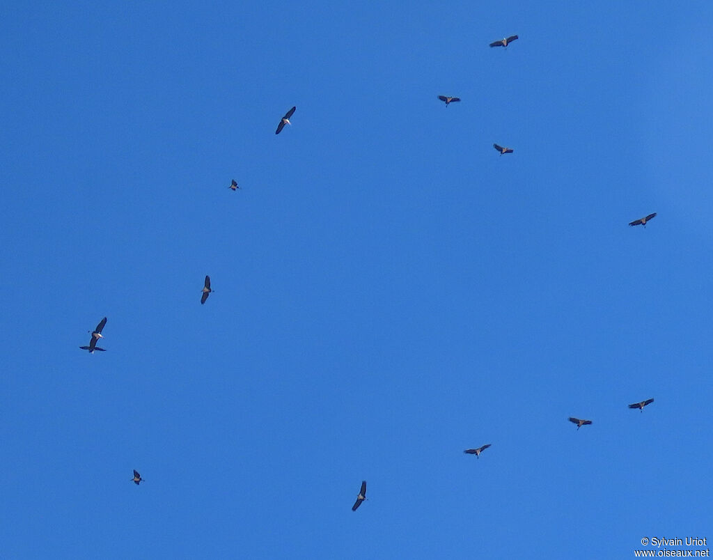 Marabou Storkadult