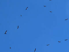 Marabou Stork