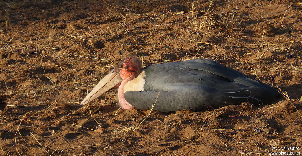 Marabou Storkadult