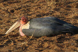 Marabou Stork