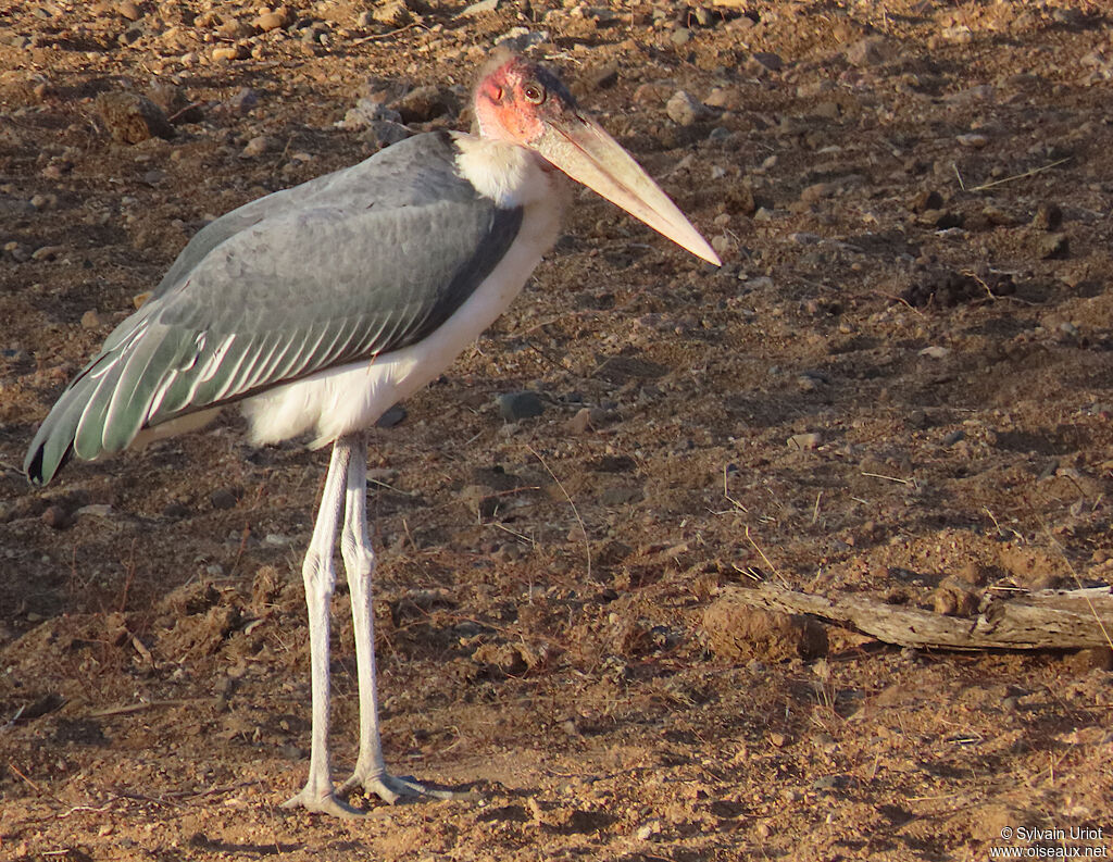 Marabou Storkadult