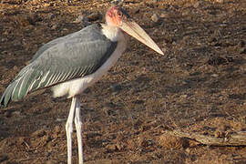 Marabou Stork