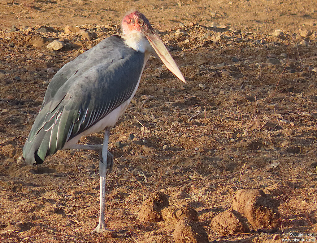 Marabou Storkadult