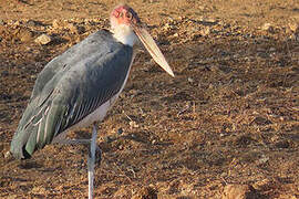 Marabou Stork