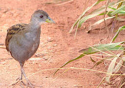 Ash-throated Crake