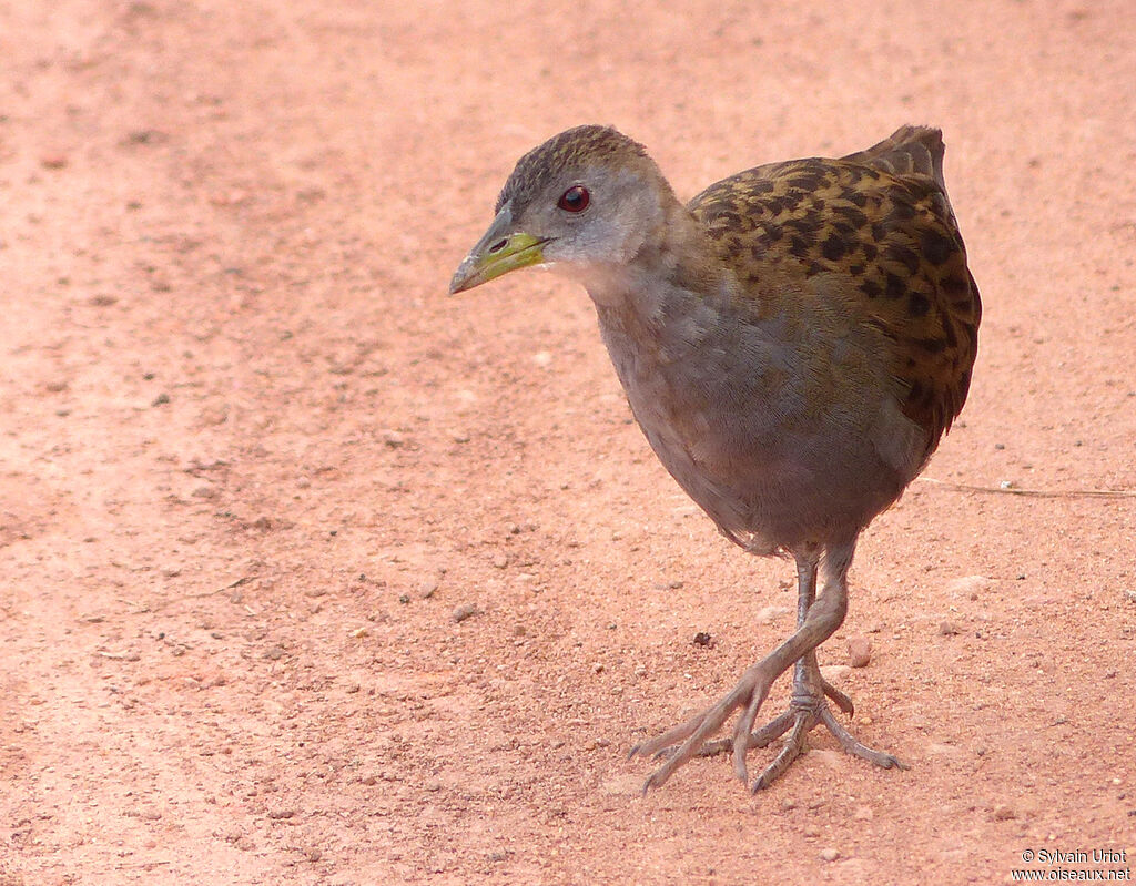 Marouette plombéeadulte