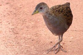 Ash-throated Crake