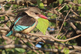 Brown-hooded Kingfisher