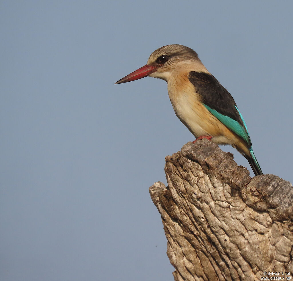 Brown-hooded Kingfisher male adult