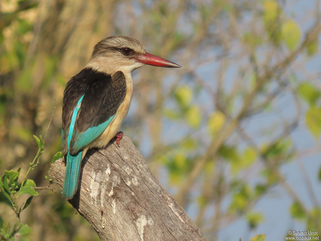 Brown-hooded Kingfisher male adult