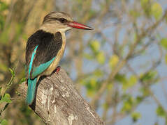 Brown-hooded Kingfisher