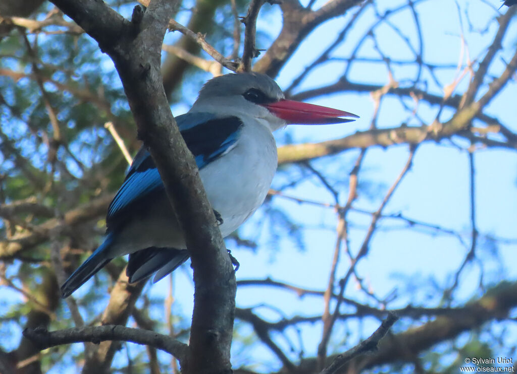 Mangrove Kingfisheradult