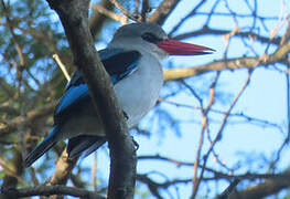 Mangrove Kingfisher