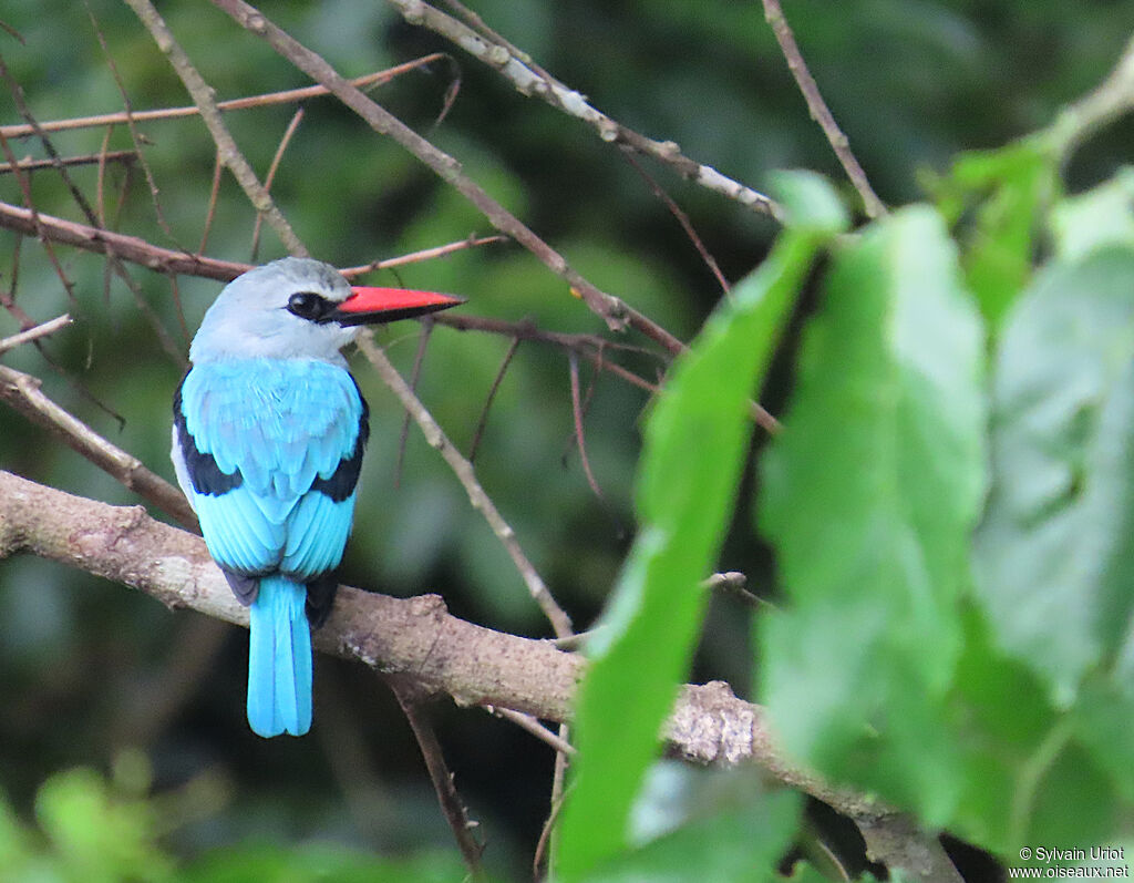 Woodland Kingfisheradult