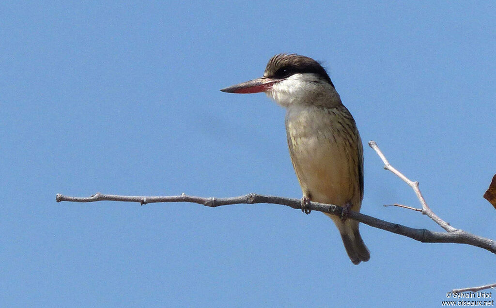 Martin-chasseur strié