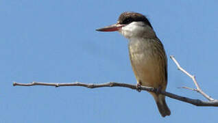 Striped Kingfisher