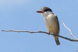 Striped Kingfisher