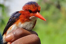 Martin-pêcheur à ventre blanc