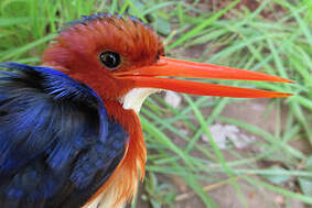 Martin-pêcheur à ventre blanc