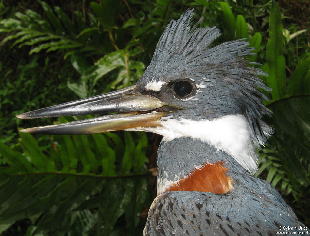 Ringed Kingfisher female adult