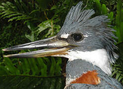 Ringed Kingfisher