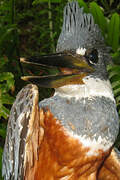 Ringed Kingfisher