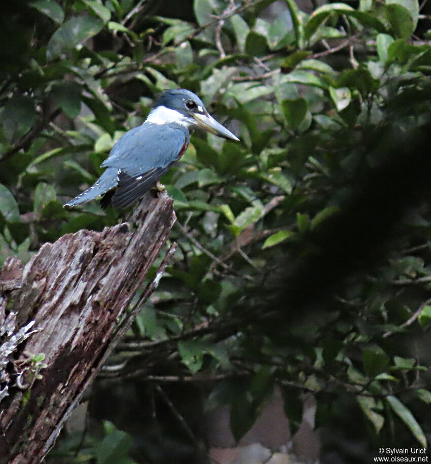 Ringed Kingfisheradult