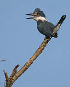 Ringed Kingfisher