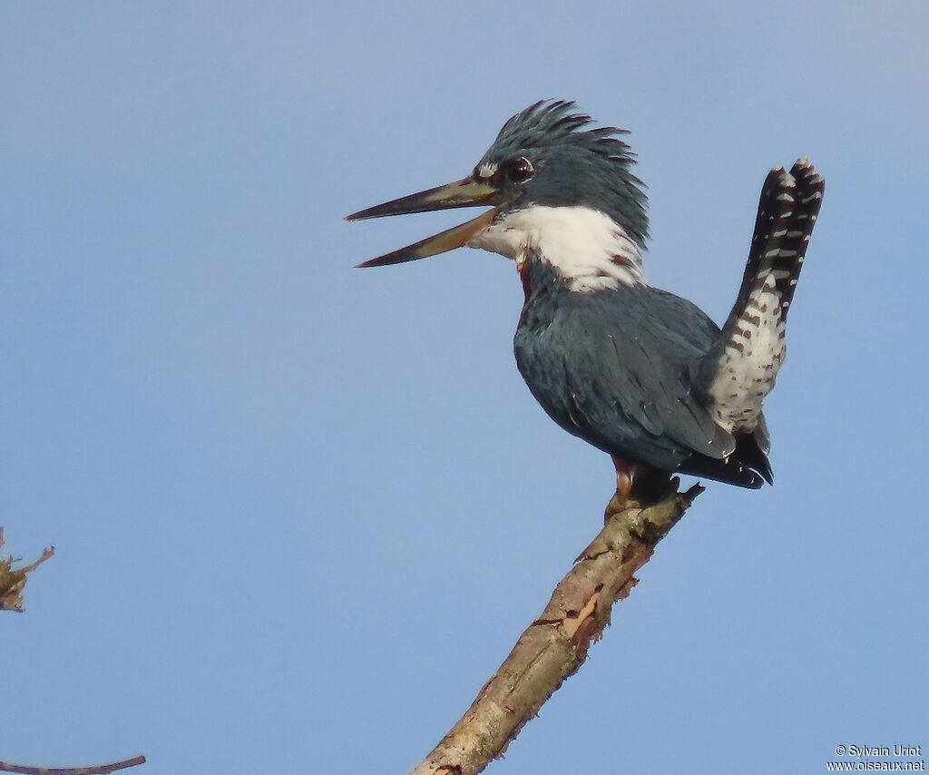 Ringed Kingfisher male adult