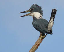 Ringed Kingfisher