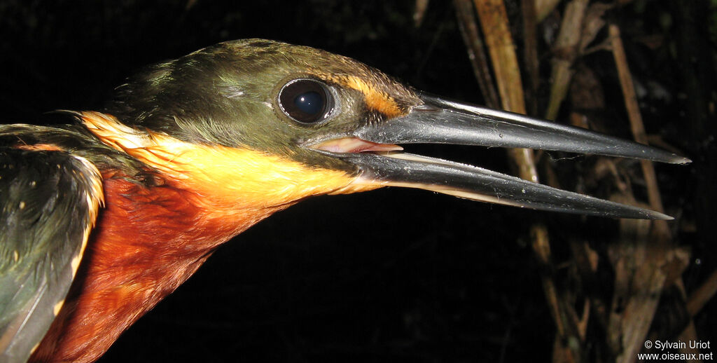 Green-and-rufous Kingfisher male adult