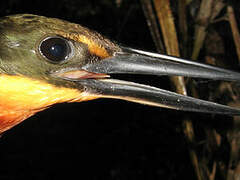 Green-and-rufous Kingfisher