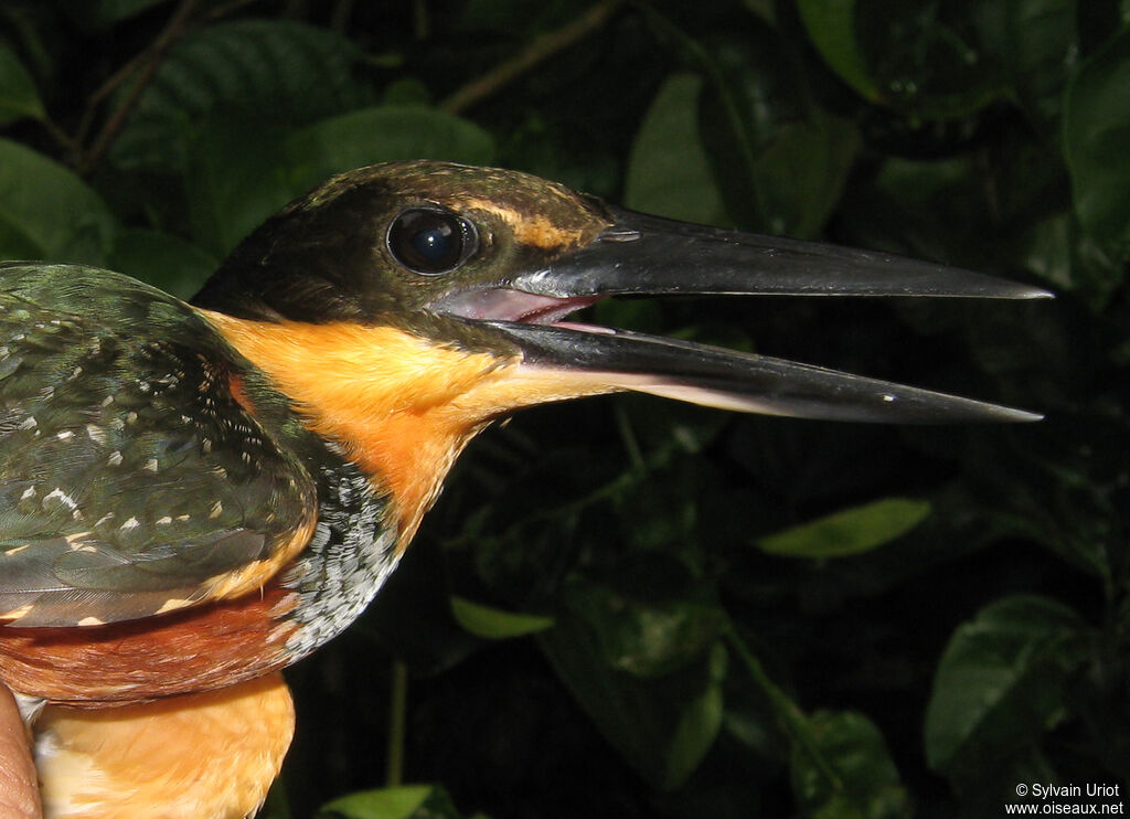 Green-and-rufous Kingfisher female adult