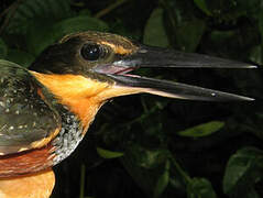 Green-and-rufous Kingfisher