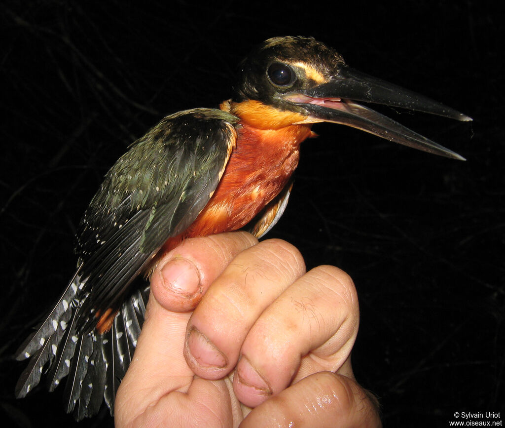 Green-and-rufous Kingfisher male adult