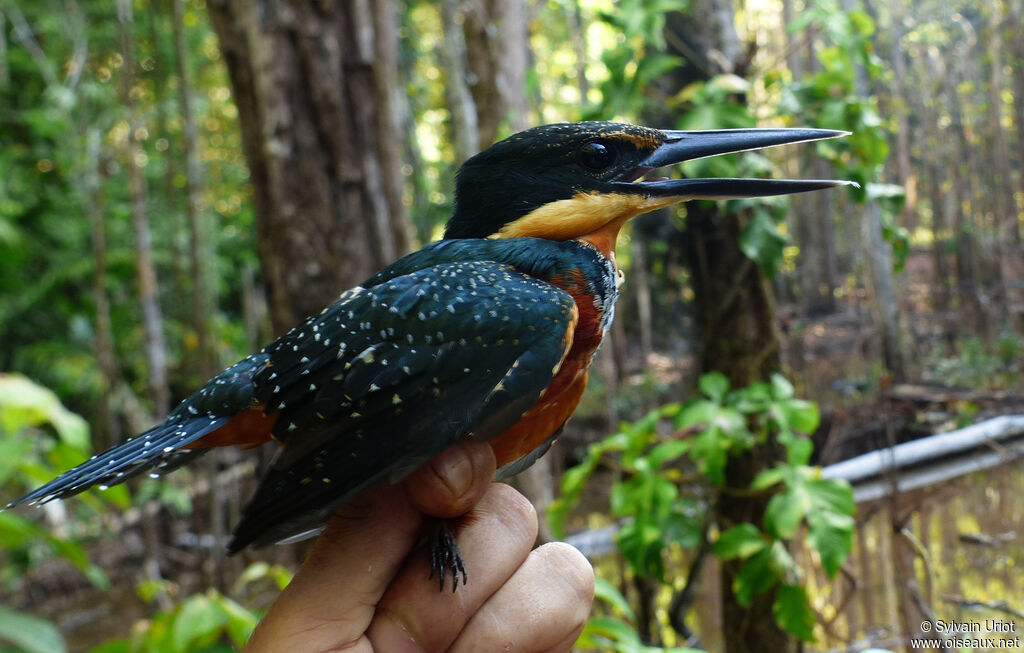 Martin-pêcheur bicolore femelle adulte