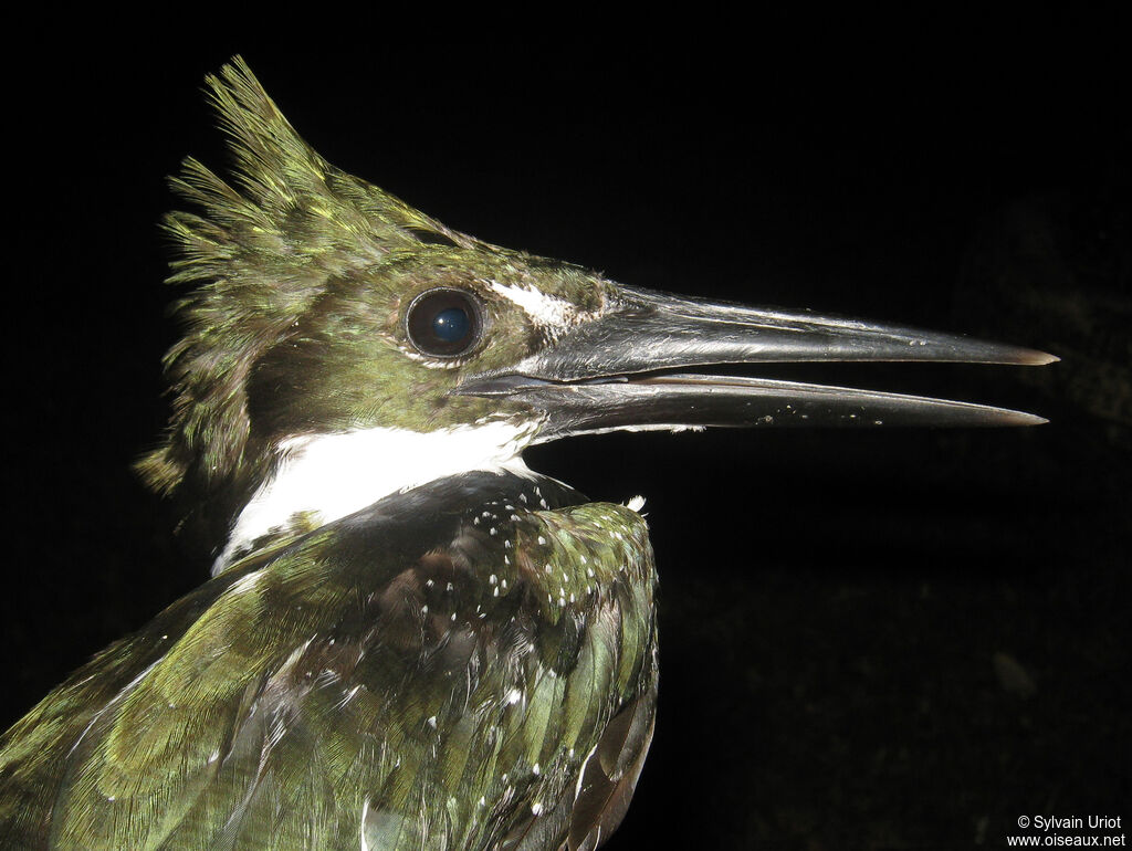 Amazon Kingfisher female adult