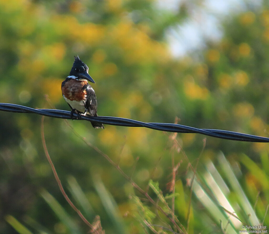 Amazon Kingfisher male adult