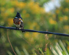 Amazon Kingfisher