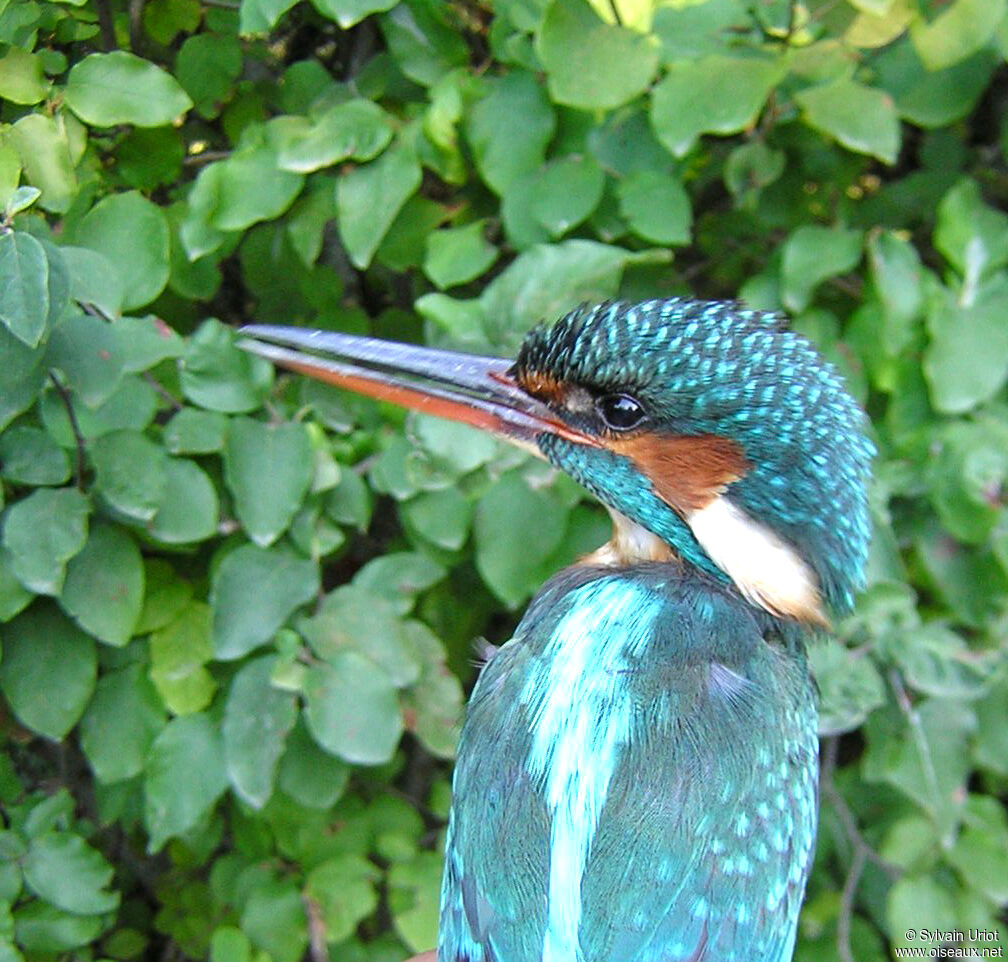 Common Kingfisher male adult, close-up portrait