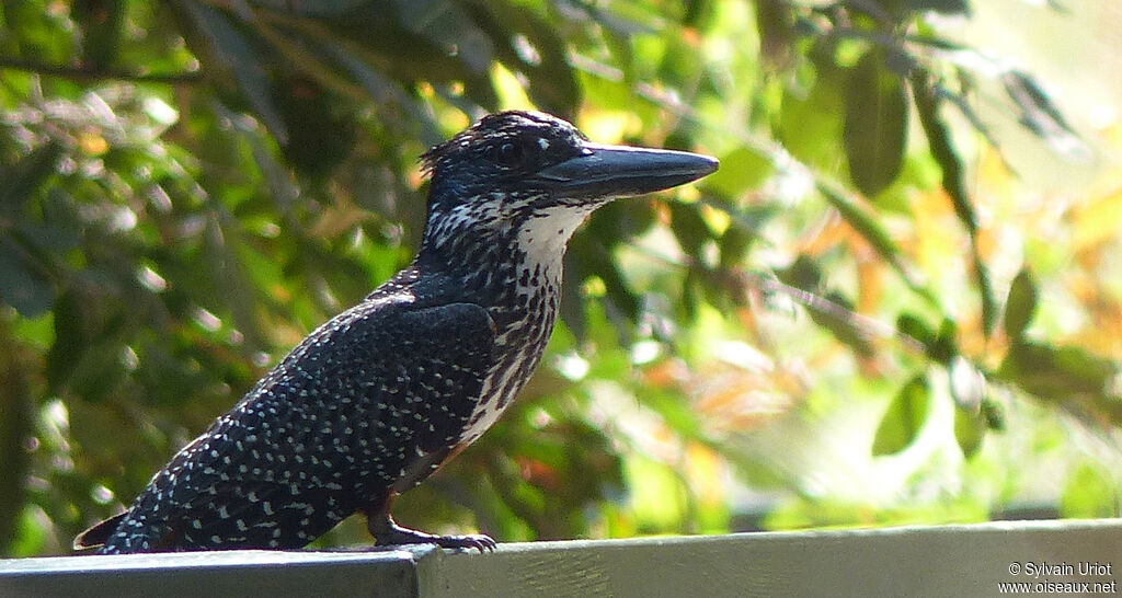 Giant Kingfisher