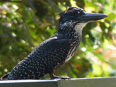 Giant Kingfisher