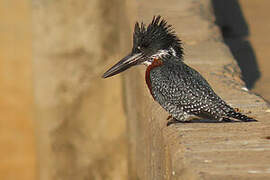 Giant Kingfisher