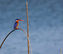 Malachite Kingfisher