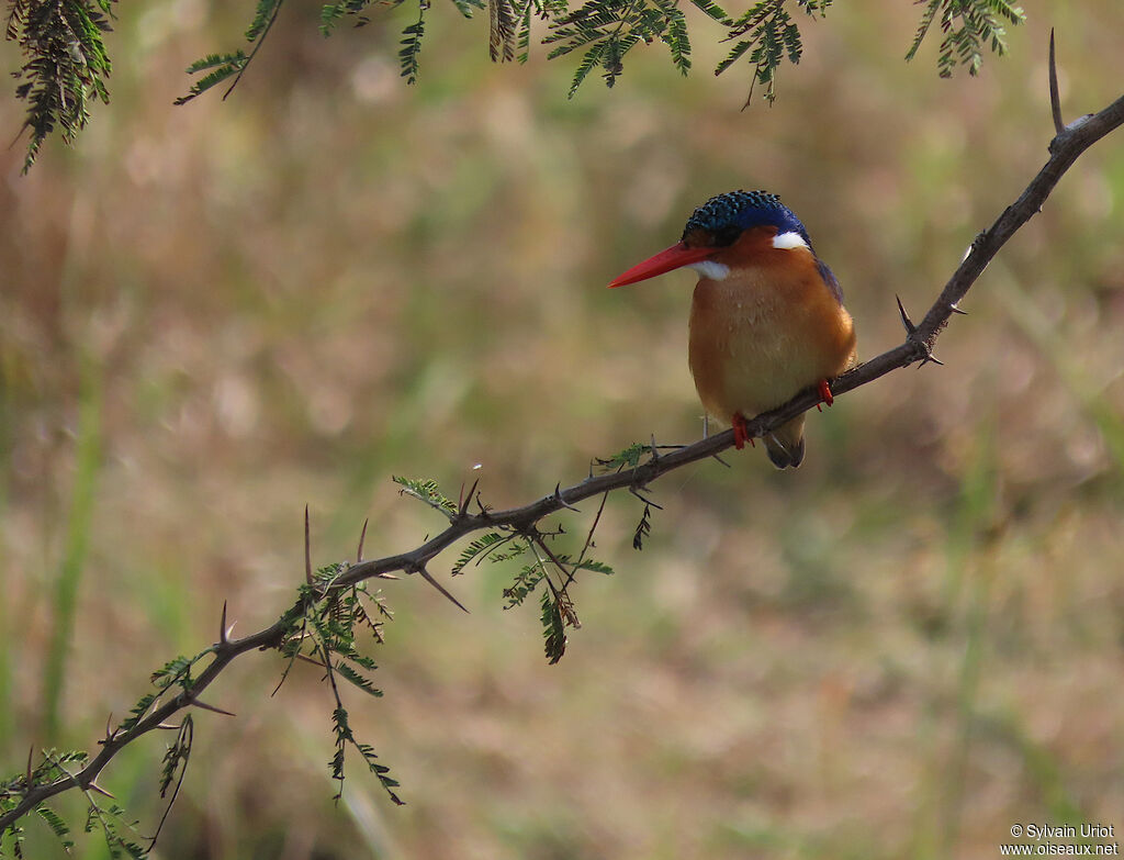 Malachite Kingfisheradult