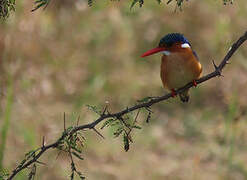 Malachite Kingfisher