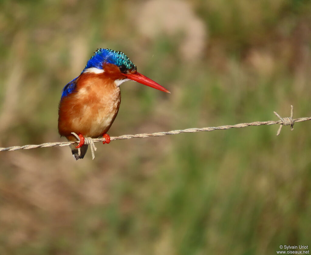 Malachite Kingfisheradult