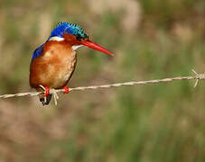 Malachite Kingfisher