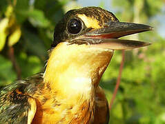 American Pygmy Kingfisher