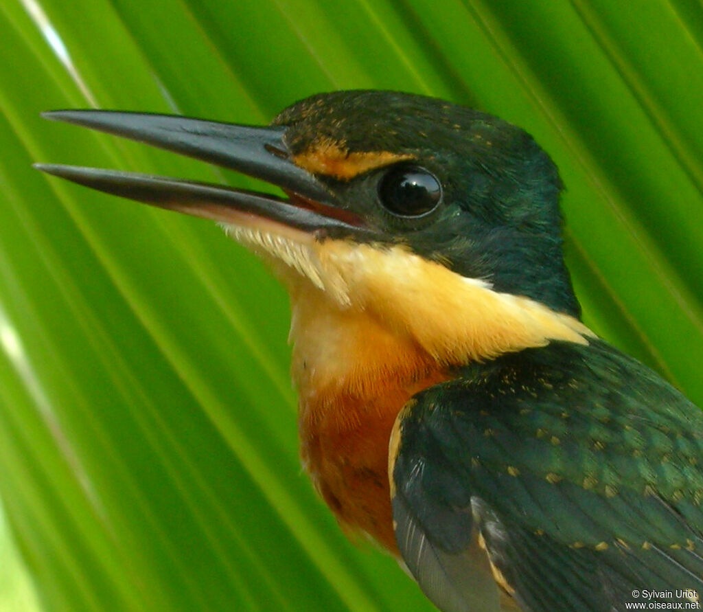 American Pygmy Kingfisher male adult